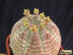 Euphorbia obesa 