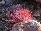 Ferocactus acanthodes RUS 465, Jochua Tree NP, Skull Rock, USA