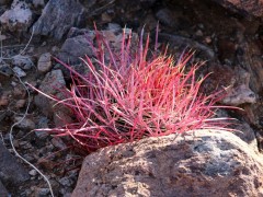 Ferocactus acanthodes RUS 465, Jochua Tree NP, Skull Rock, USA