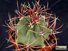 Ferocactus histrix - Hualula, Hid.,K. oliv-blaeulichgruen, St. bernsteingelb