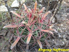 Ferocactus latispinus (pink sps) Guanajuato, Mineral de Pozos RUS-001