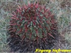 Ferocactus latispinus (red sps) SL Potosi, Guadalupe Victoria RUS-005