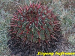 Ferocactus latispinus (red sps) SL Potosi, Guadalupe Victoria RUS-005