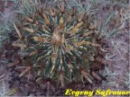 Ferocactus latispinus (yellow sps) SL Potosi, Guadalupe Victoria RUS-005