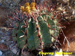 Ferocactus townsendianus RUS-129 Santa Rosalina, BC  Super!!!