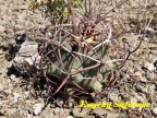 Ferocactus emori, Sonora, Micronda Cerro Altar, RUS-164