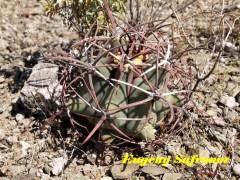 Ferocactus emori, Sonora, Micronda Cerro Altar, RUS-164 Super sps!!!