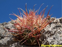 Ferocactus acanthodes RUS-155, San Isidro, BC