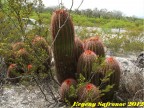 Ferocactus pilosus RUS-044, Entronque El Huizache, SLPotosi 