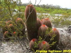 Ferocactus pilosus, RUS 438,  Tamaulipas