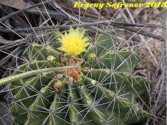 Ferocactus echidne, Tamaulipas, San Antonio RUS-380 