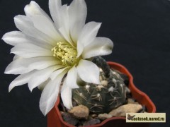 Gymnocalycium ragonesii