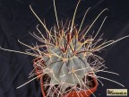 Glandulicactus uncinatus RUS 577