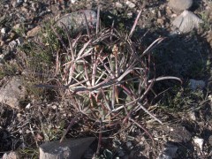 Glandulicactus mathsonii RUS 001, Mineral de Pozos, GUAN