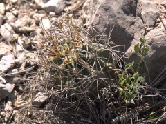 Glandulicactus uncinatus RUS 335, Charco Blanco, SLP