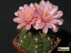 Gymnocalycium buenekeri