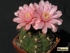 Gymnocalycium buenekeri - K. mattgruen, sprossend, grosse rosa Bl.