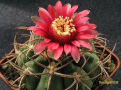 Gymnocalycium carminanthum 