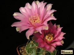 Gymnocalycium denudatum 'Jan Suba'