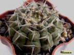 Gymnocalycium kozelskyanum LB 443