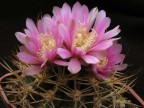 Gymnocalycium neuhuberii GN 77/357  