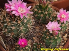 Gymnocalycium neuhuberii GN 77/357 Suyuque Nuevo Arg  