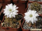 Gymnocalycium damsii ssp. evae v. torulosum - VoS037