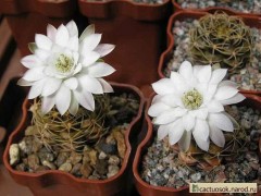 Gymnocalycium damsii ssp. evae v. torulosum - VoS037, La Cantera