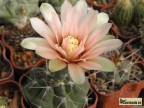 Gymnocalycium fischeri LF 1 El Volcan San Luis