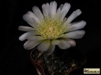 Gymnocalycium borthii  GN 1075/3935        