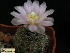 Gymnocalycium bruchii ssp. lafaldense STO 110