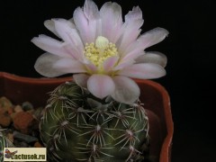 Gymnocalycium bruchii ssp. lafaldense STO 110