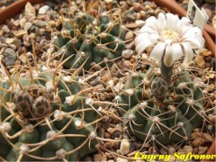 Gymnocalycium intermedium nom. prov. P 113, suedl. Salsacate