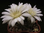 Gymnocalycium altagraciense n.n. - STO 223