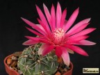 Gymnocalycium baldianum - P 127