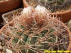 Gymnocalycium guanchinense VG-231