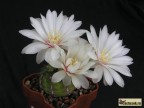 Gymnocalycium mesopotamicum - P 241