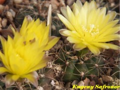 Gymnocalycium andreae P 213, Puesto Los Bodera, Cordoba