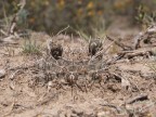 Gymnocalycium gibbosum v. chubutense RUS 363