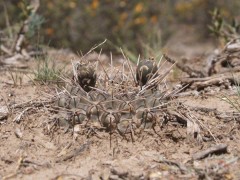 Gymnocalycium gibbosum v. chubutense RUS 363 Peninsula Valdes, ruta 52, Chubut