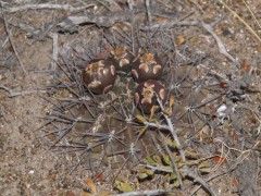 Gymnocalycium gibbosum v. chubutense RUS 366 Playa Union, Norte, Chubut
