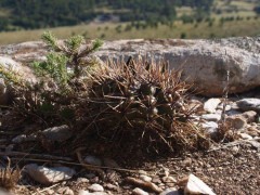 Gymnocalycium hyptocantum v. schatzlianum RUS 375 Sierra de La Ventana, ruta 76, BA