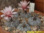 Gymnocalycium prochazkianum GN 747/4024