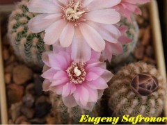 Gymnocalycium bruchii v. niveum VG 536