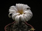 Gymnocalycium berchtii LF 98 