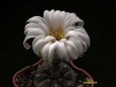 Gymnocalycium berchtii LF 98 Los Chaňares San Luis 