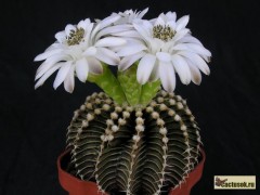 Gymnocalycium friedrichii LB2178, Agua Dulce Суперновинка!