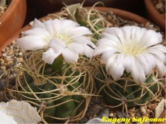 Gymnocalycium monvillei var. steineri LF 95, Nina Paula