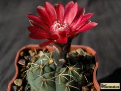 Gymnocalycium baldianum            