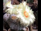 Astrophytum asterias (white terry flower)